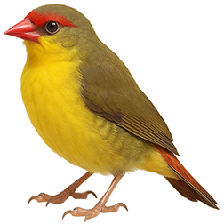 Gold-breasted Waxbill